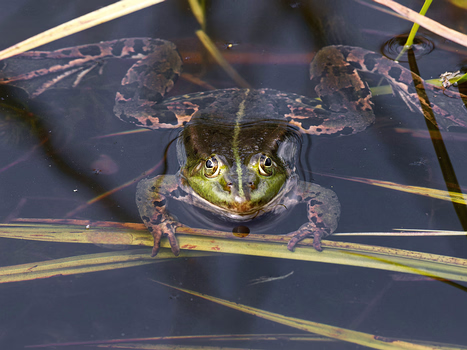Frösche