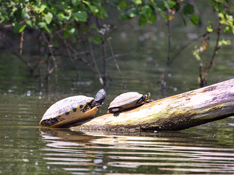 Gelbwangen-Schmuckschildkröte