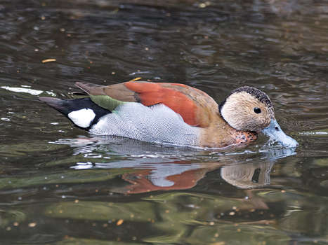 Hybrid-Enten
