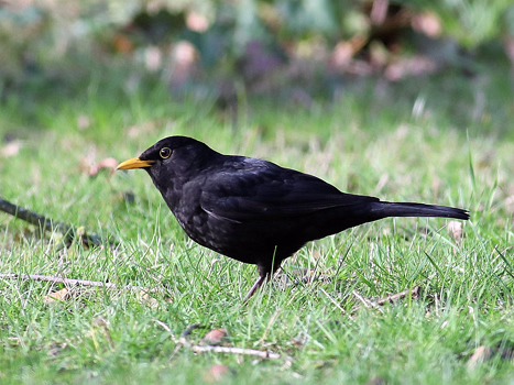Amsel
