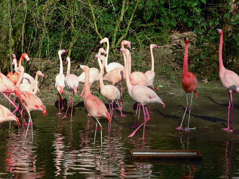 Flamingos