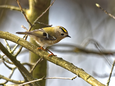 Wintergoldhähnchen