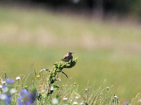 Feldlerche