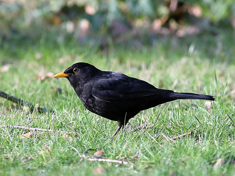 Amsel