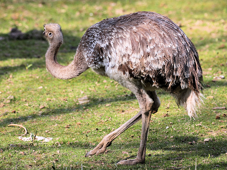 Emus
