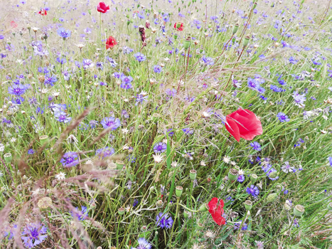 7. Malchin Mecklenburgische Seenplatte
