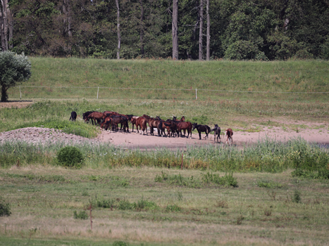 8. Wittenberge an der Elbe